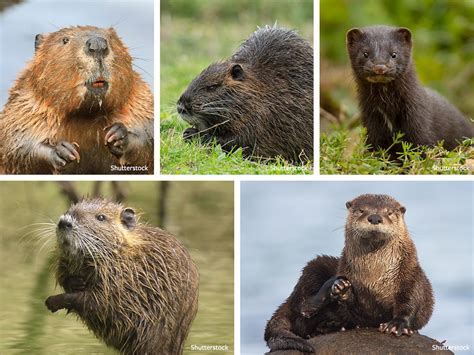 mink vs beaver|Beaver • Otter • Muskrat • Mink .